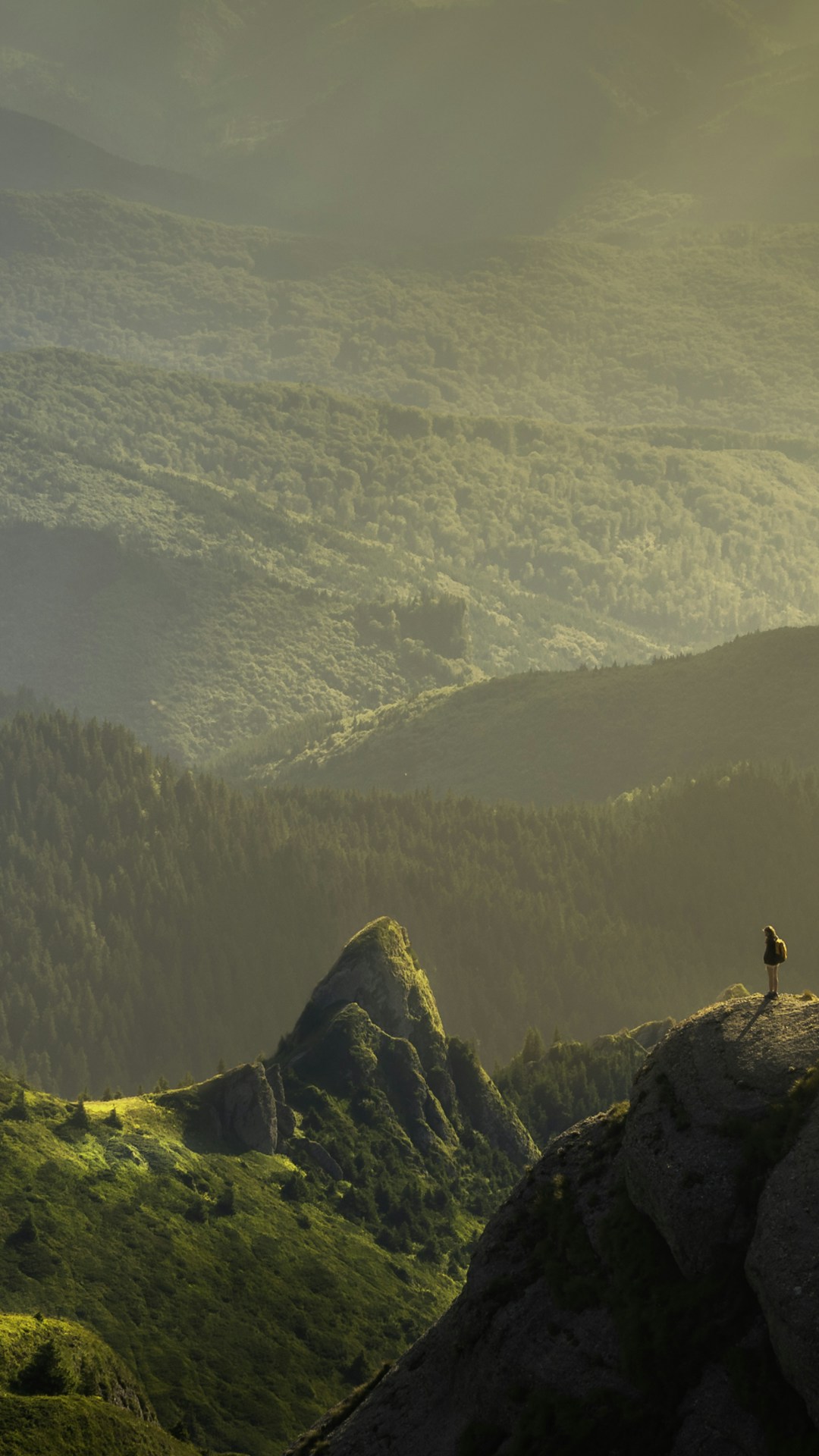 Forest Vertical View